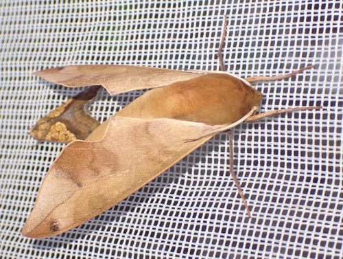 Phylloxiphia vicina