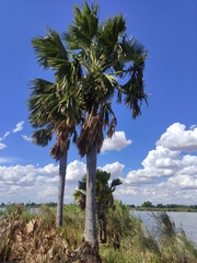 Borassus madagascariensis