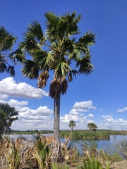 Borassus madagascariensis