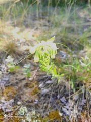 Onosma arenaria