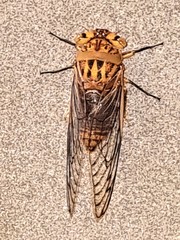 Macrotristria godingi