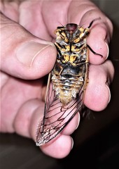 Macrotristria godingi