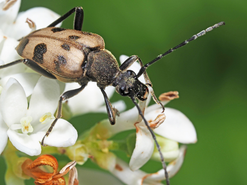 speckled longhorn beetle