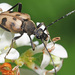 Speckled Longhorn Beetle - Photo (c) Felix Riegel, some rights reserved (CC BY-NC), uploaded by Felix Riegel