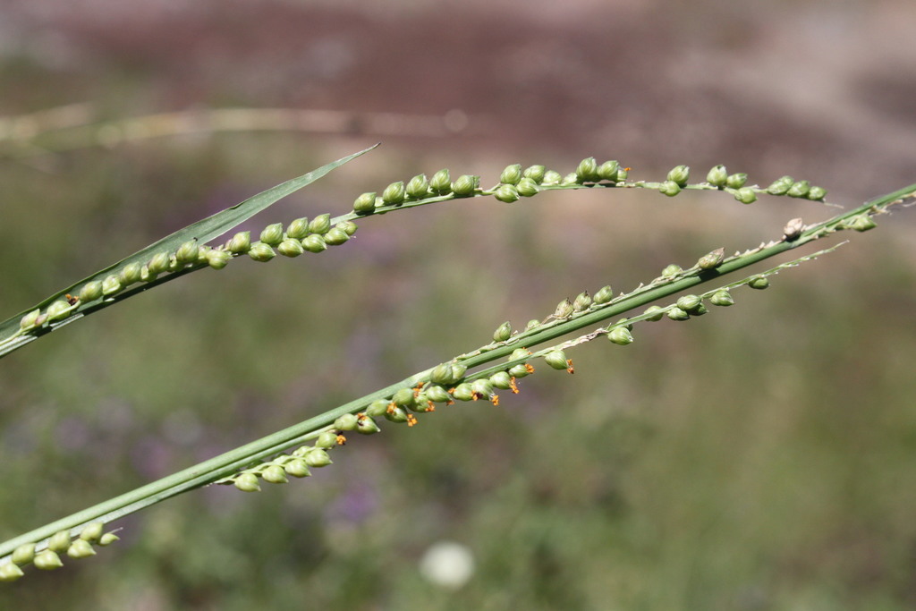 Setaria globoidea