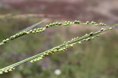 Setaria globoidea