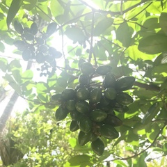 Corynocarpus