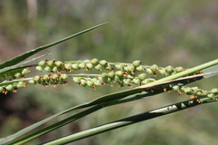Setaria globoidea