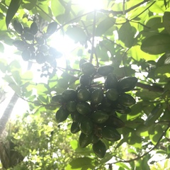 Corynocarpus