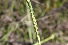 Setaria globoidea