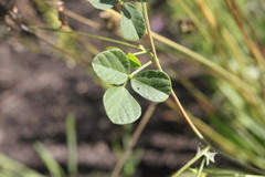 Rhynchosia minima minima