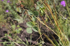 Rhynchosia minima minima