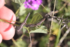 Rhynchosia minima minima