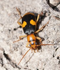 Pheropsophus verticalis