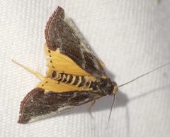 Pithyllis metachryseis