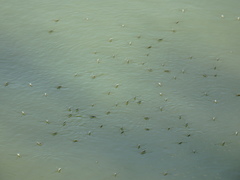 Aquarius adelaidis