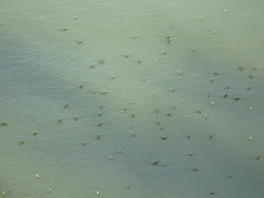 Aquarius adelaidis