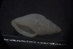 Propebela