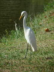 Ardea intermedia