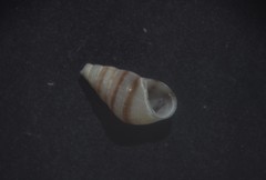 Cingula trifasciata