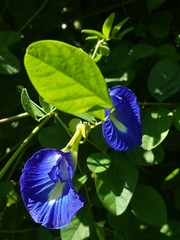 Clitoria ternatea