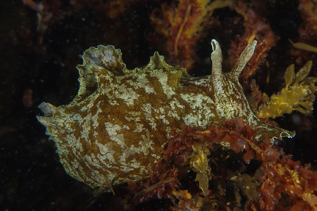 Aplysia keraudrenii