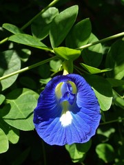 Clitoria ternatea