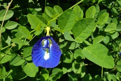 Clitoria ternatea
