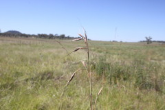 Themeda avenacea