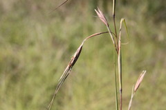 Themeda avenacea