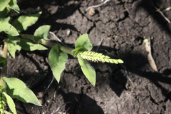 Urochloa panicoides