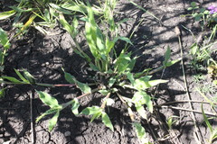 Urochloa panicoides