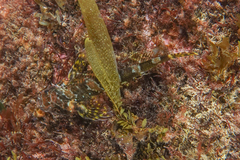 Karalepis stewarti