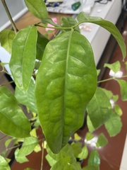 Gnetum gnemon gnemon