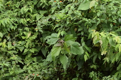 Polychrus gutturosus