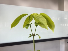 Gnetum gnemon gnemon