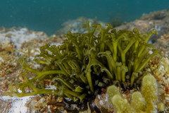 Psilophycus alveatus