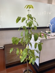 Gnetum gnemon gnemon