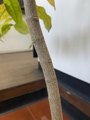 Gnetum gnemon gnemon