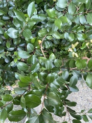 Cinnamomum reticulatum