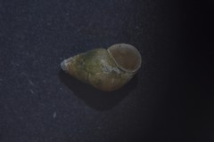 Barleeia unifasciata