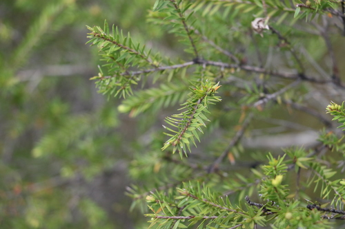 Image of Melaleuca sieberi by (c) Greg Tasney, some rights reserved (CC BY-SA)