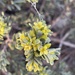Thymelaea tinctoria - Photo no hay derechos reservados, subido por peresol