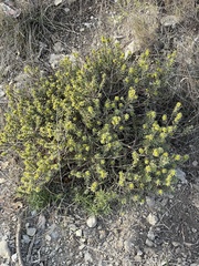 Thymelaea tinctoria