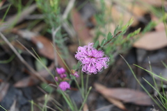Melaleuca thymifolia