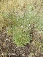 Dianthus serotinus