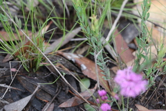Melaleuca thymifolia