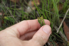 Melaleuca thymifolia