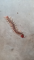 Scolopendra morsitans
