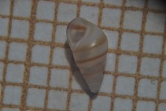 Cingula trifasciata